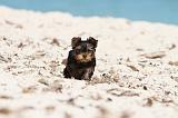 YORKSHIRE TERRIER 138
